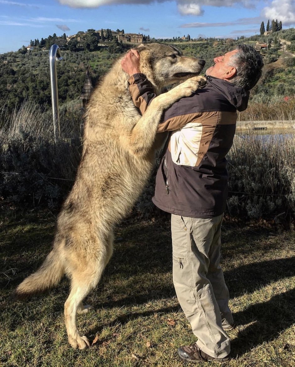 Мельвийский волк островной
