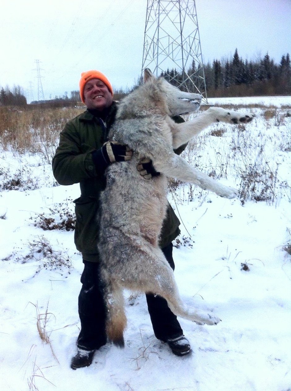 Черный канадский волк размер