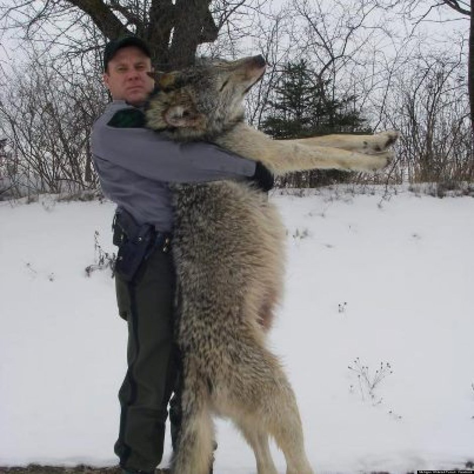 Стая Волков против медведя
