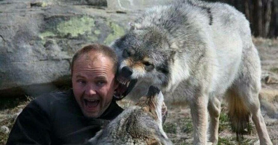 Волкособ вес