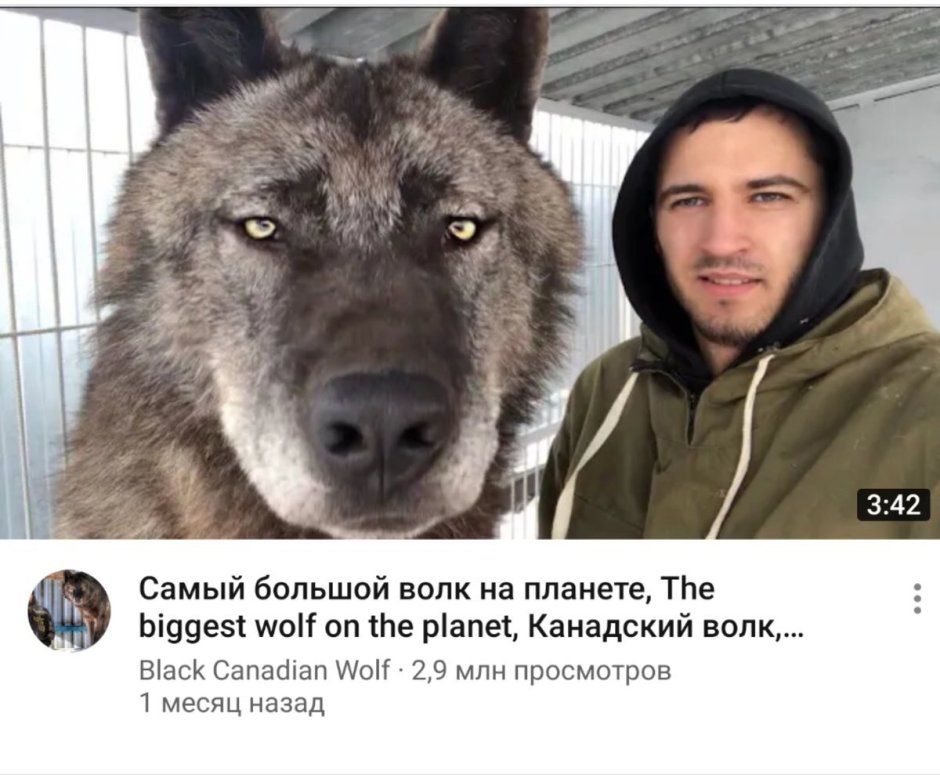 Волкособ Аляскинский