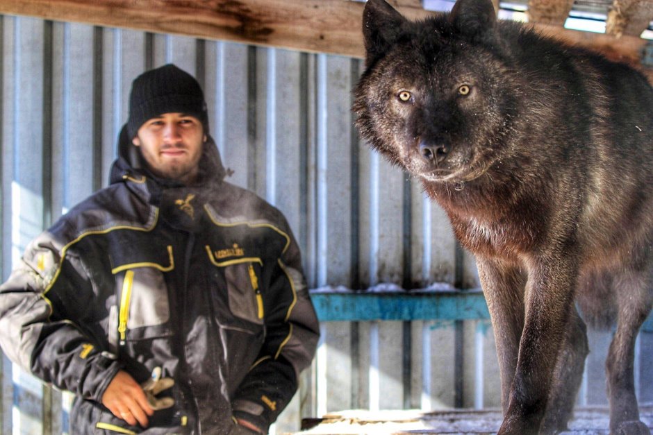 Среднерусский Лесной волк