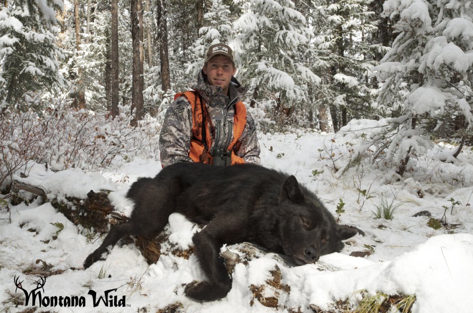 Самый огромный волк в мире