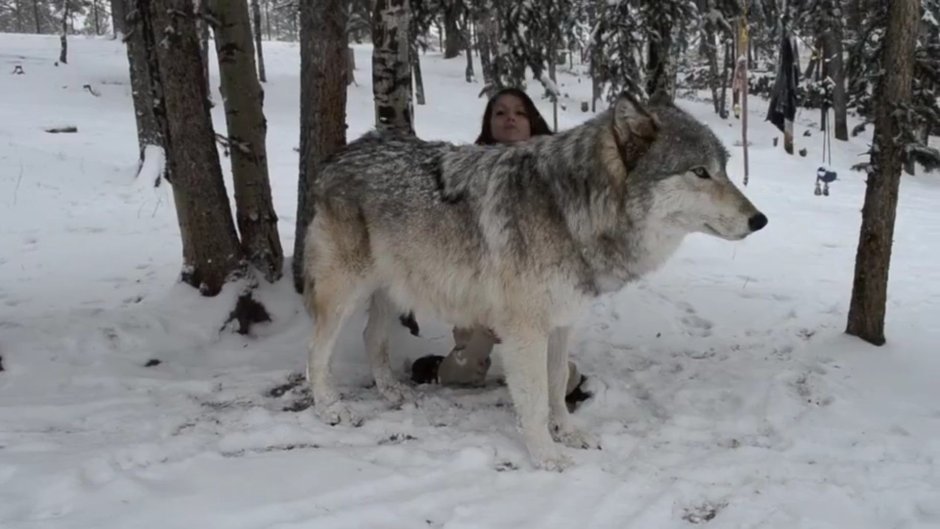 Встреча с волком