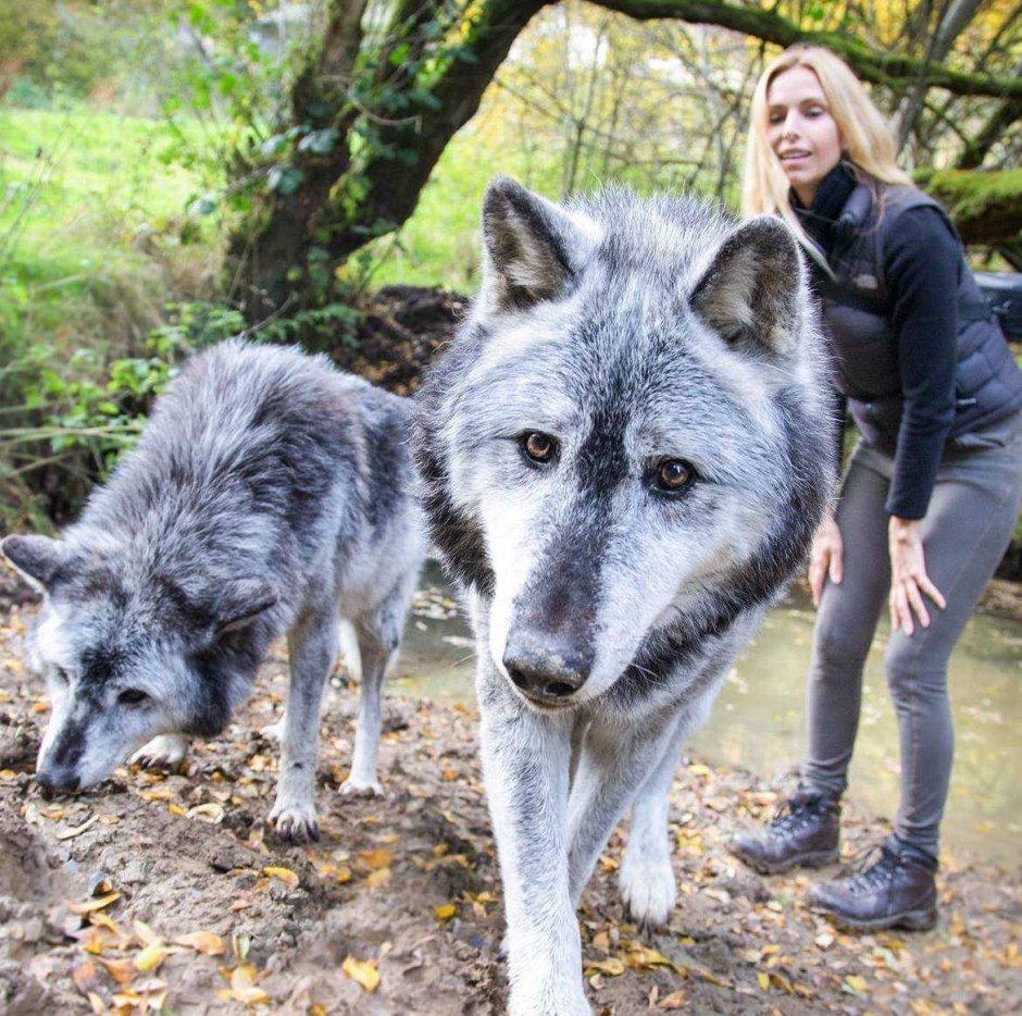 Волк Долины Маккензи