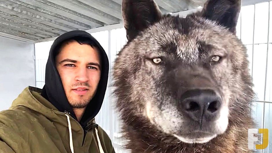 Канадский волк Акелла новый Уренгой