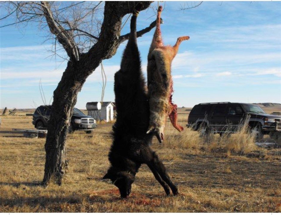 Прирученный волк