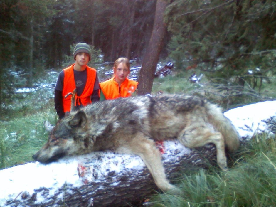 Туркменский алабай кангал