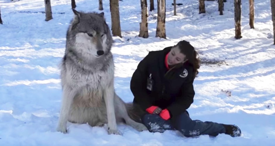 Волкособы овчарка волк