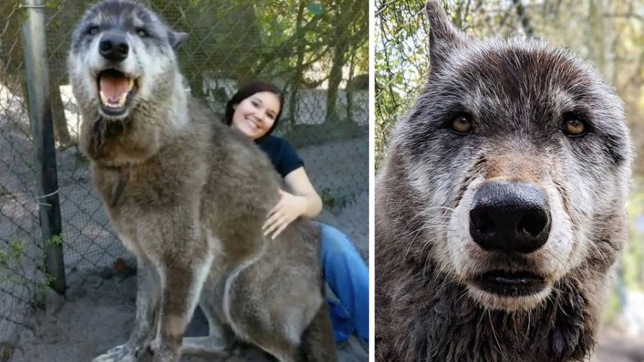 Чёрный канадский волкособ