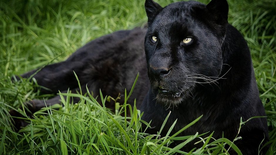 Черная пантера Nat geo Wild