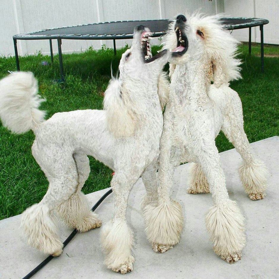 Breed пудель