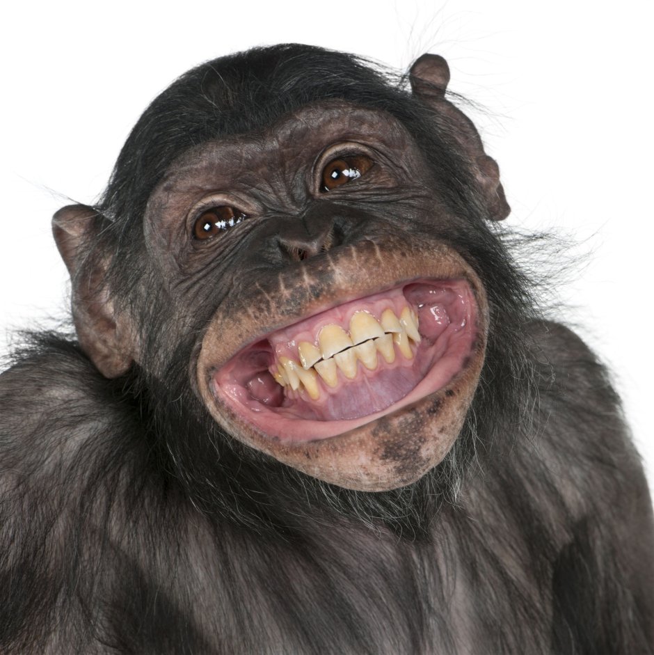 Конструктор Bloco Primates of the World 15003 орангутан