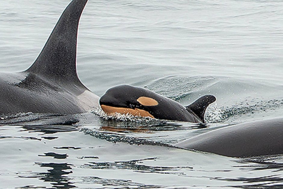 Newborn Baby Killer Whale