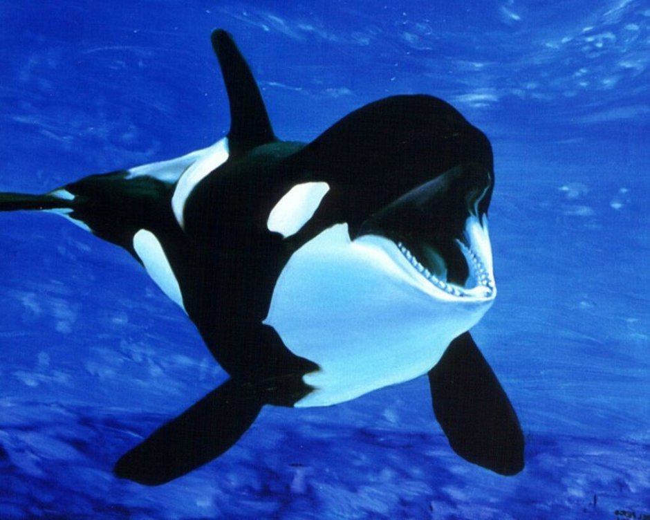 Male Orca is Baby