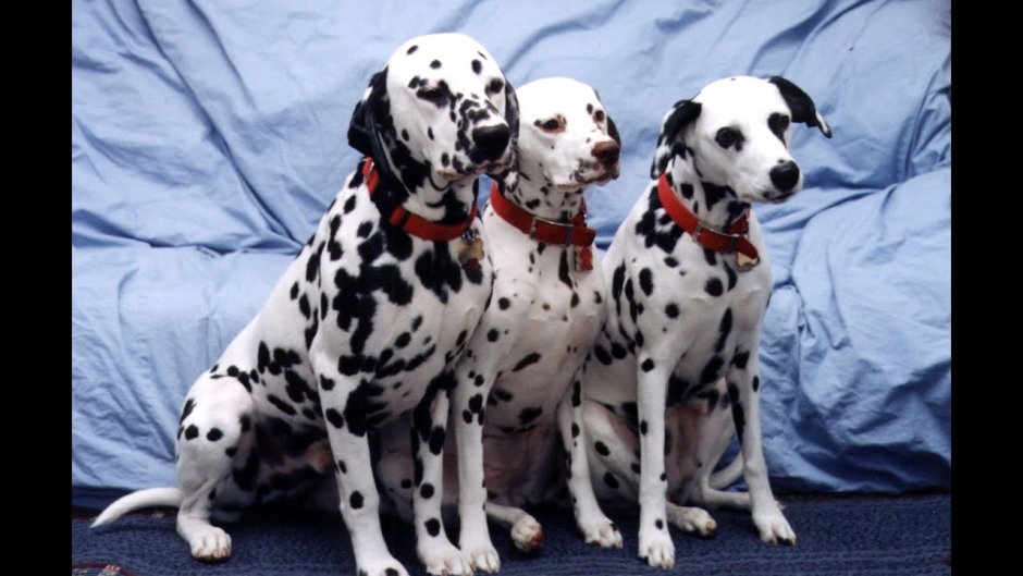 102 Dalmatians