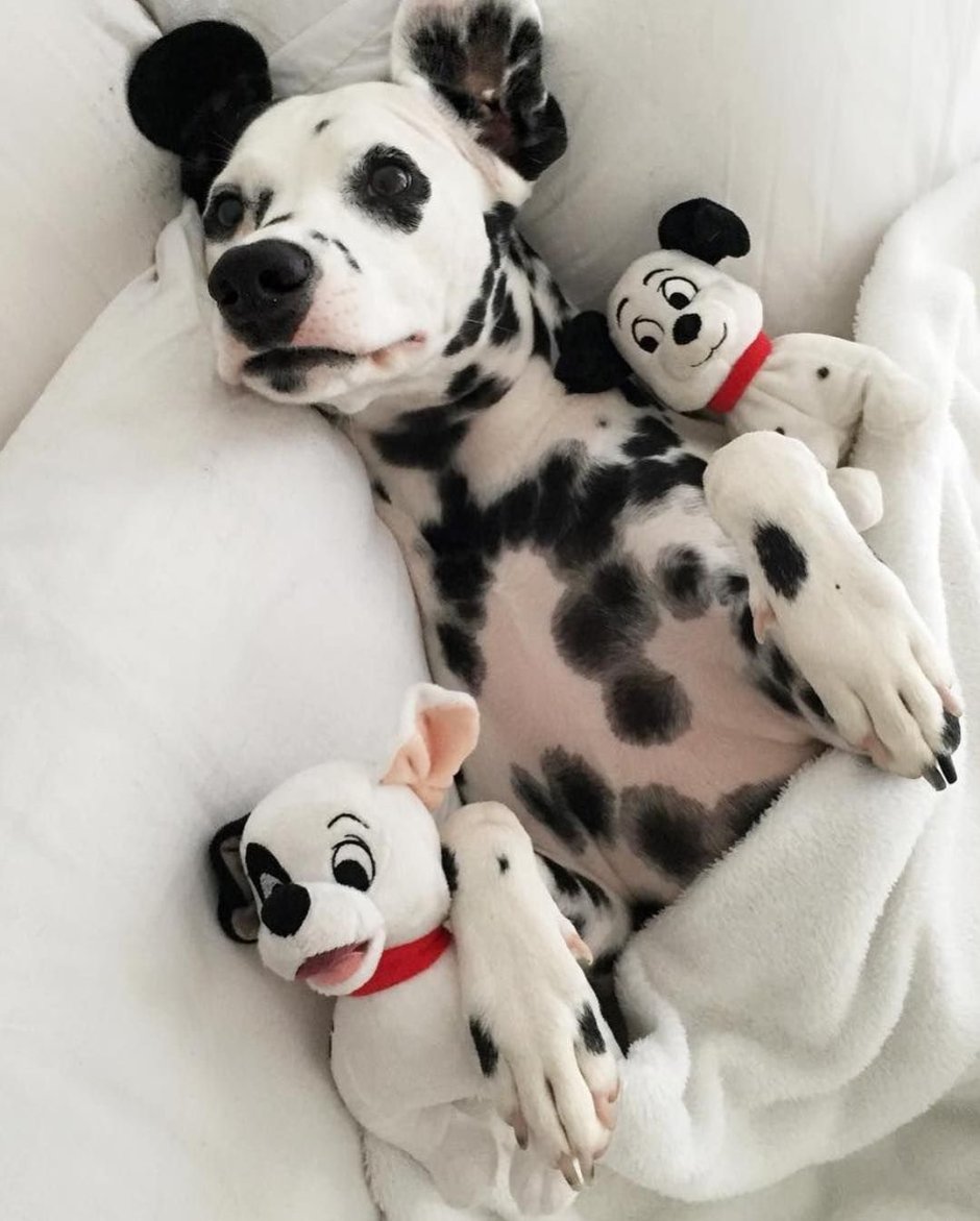 Королевский далматинец