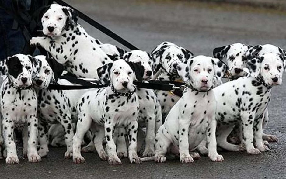 102 Dalmatians