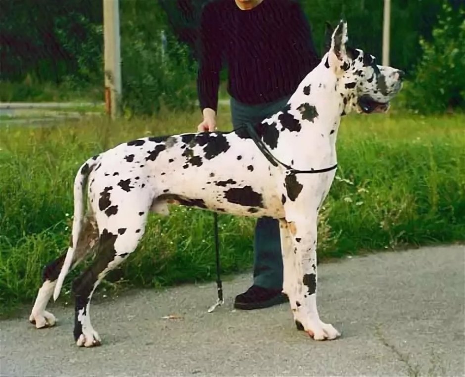 Королевский дог рост