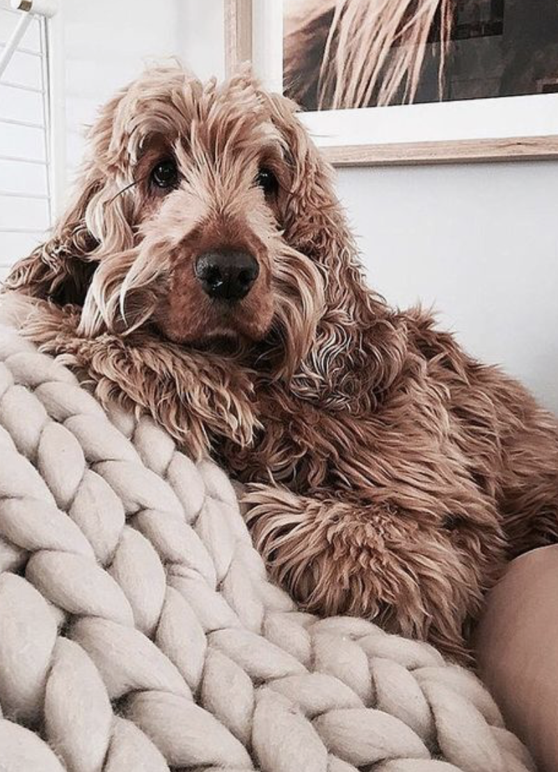 Щенки Пинтерест