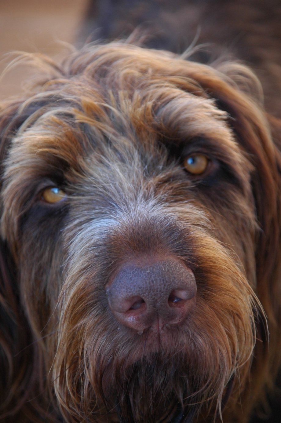 Ирландский спиноне