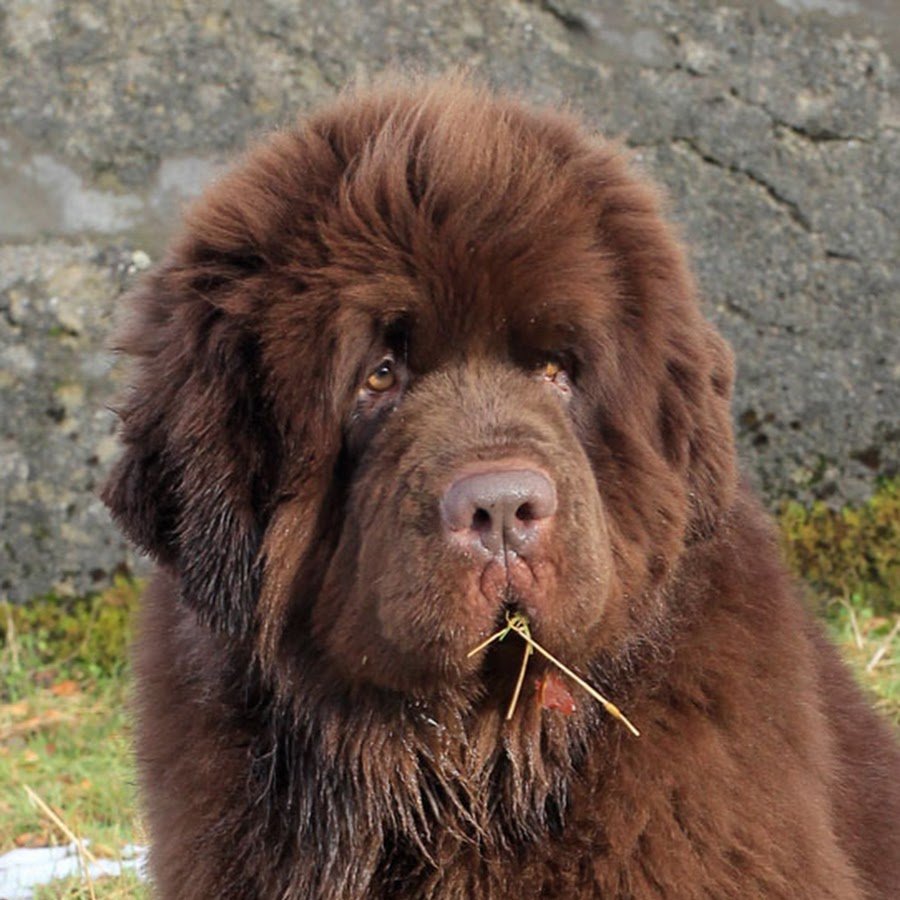 Большая лохматая коричневая собака