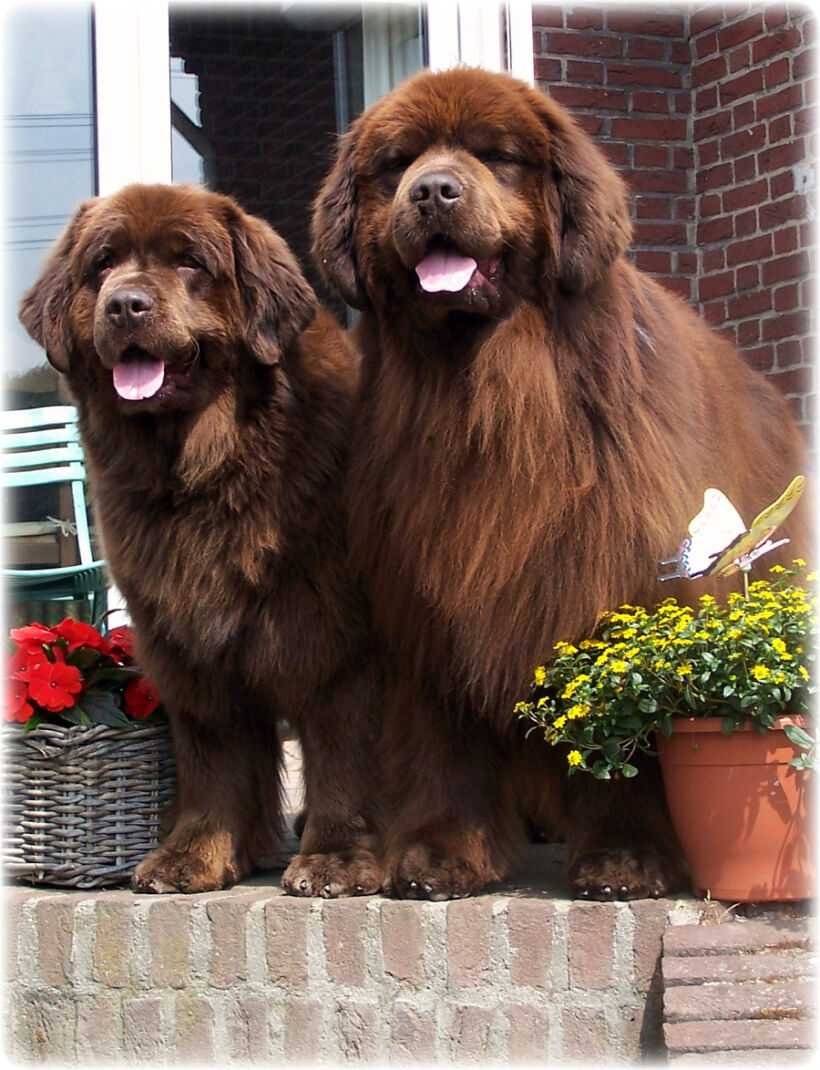 Мастиф ньюфаундленд