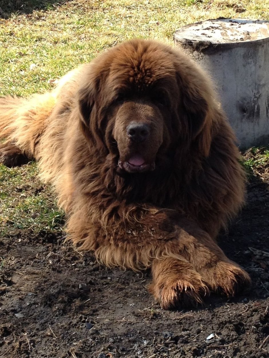 Большая лохматая собака