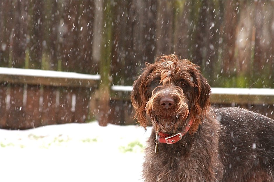 Дратхаар лохматый