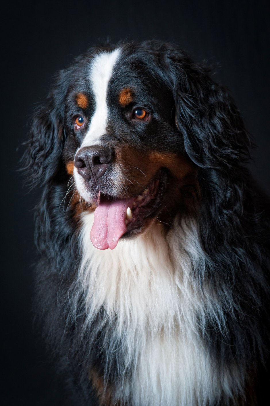 Сенбернар черный длинношерстный