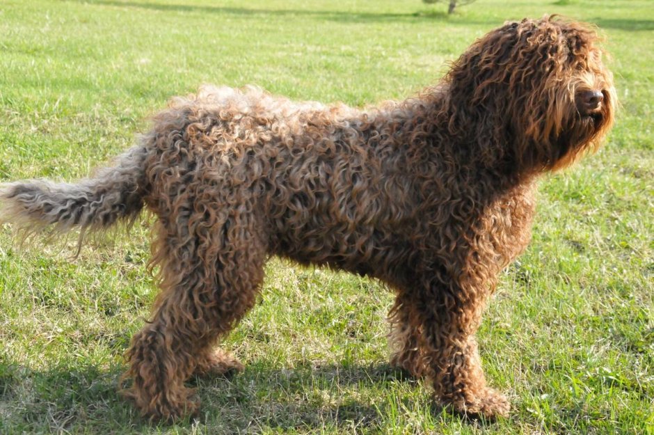 Водяной спаниель Барбет