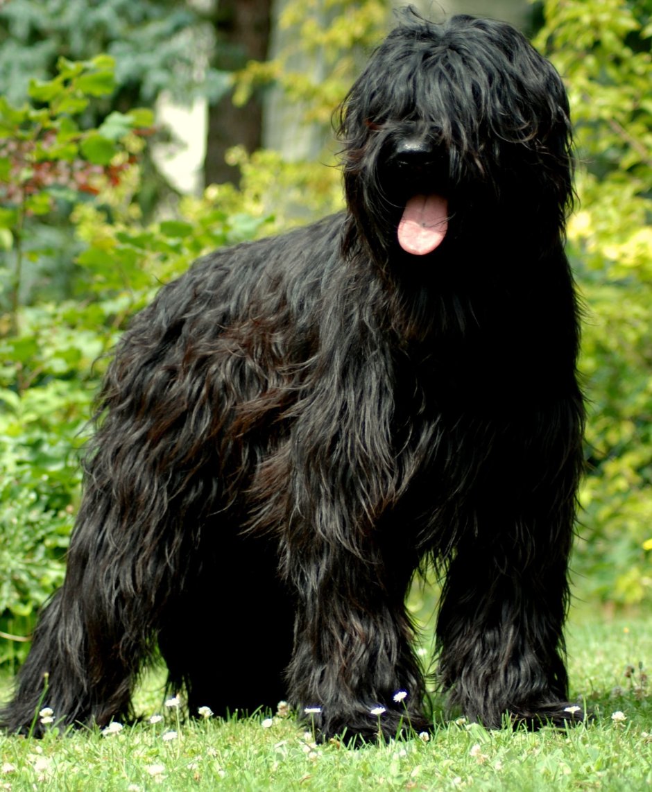 Французская овчарка Бриар