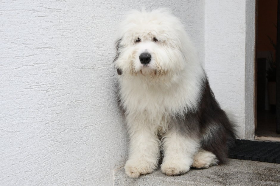 Бобтейл собака