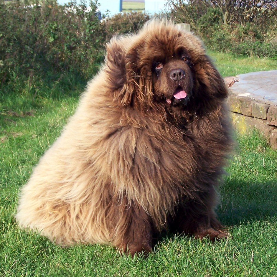 Рыжий ньюфаундленд порода