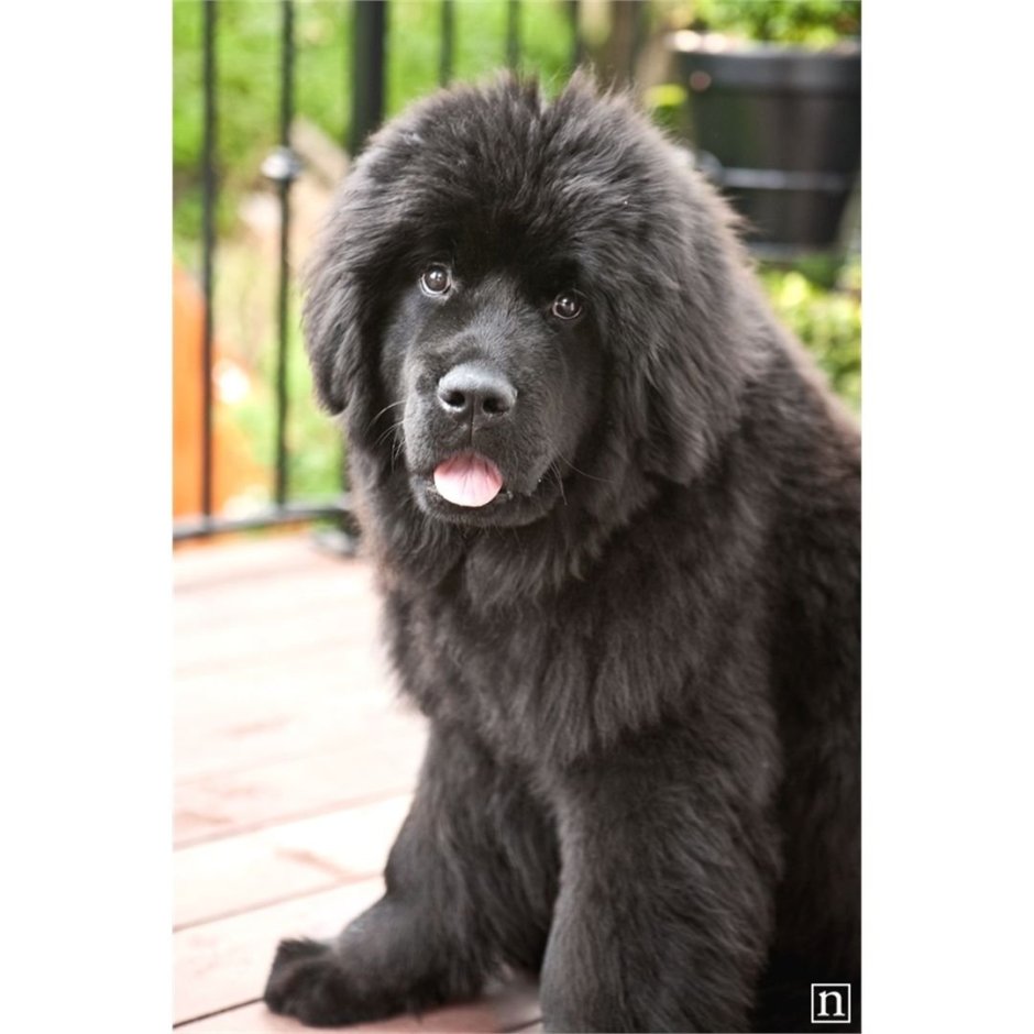 Ньюфаундленд пушистый