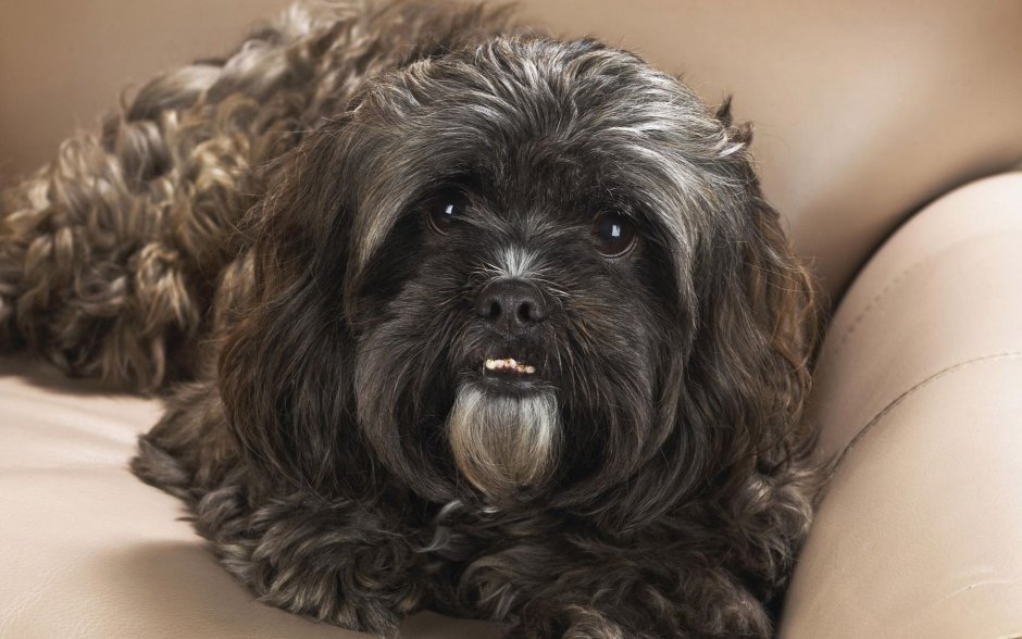 Ши тцу лохматая