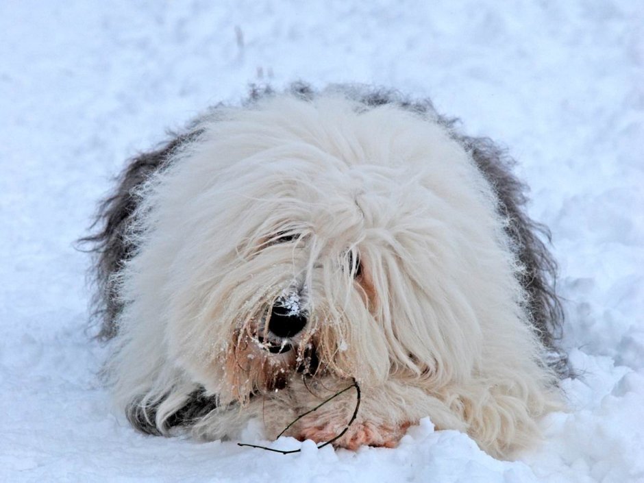 Староанглийская овчарка питомник