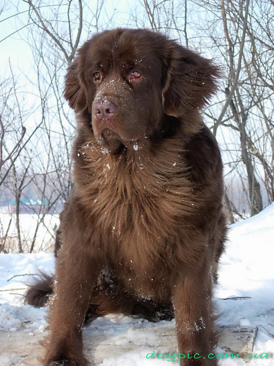 Водолаз порода собак