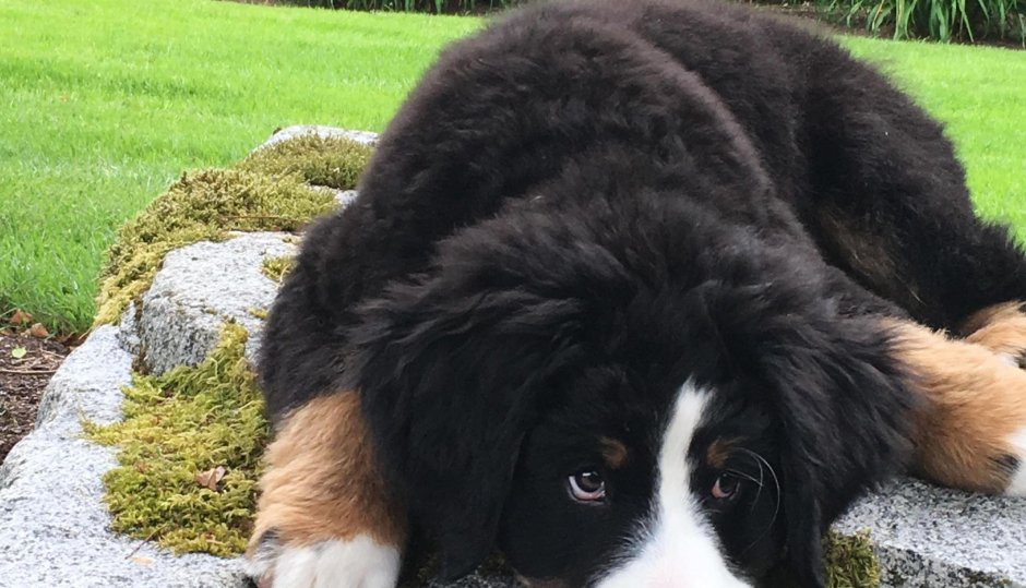 Сенбернар черный длинношерстный