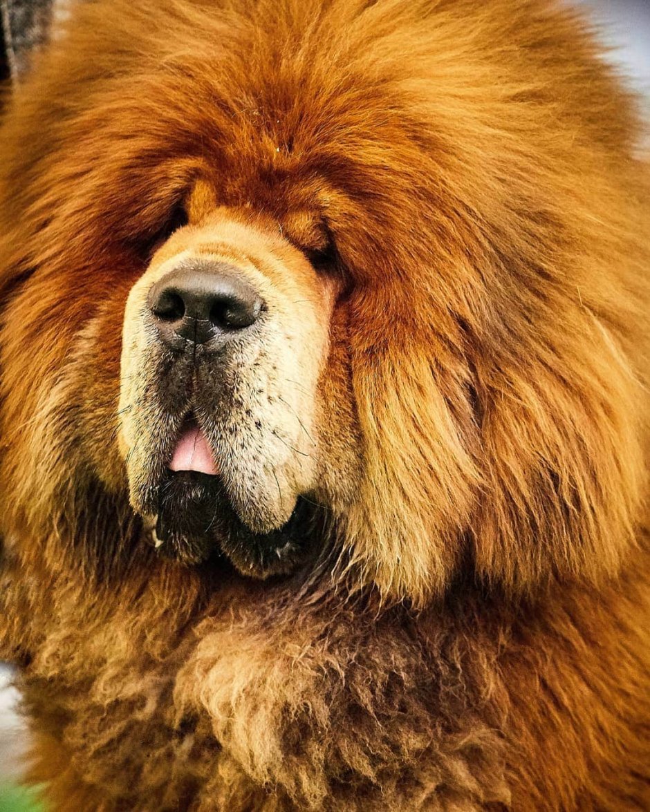 Тибетский мастиф