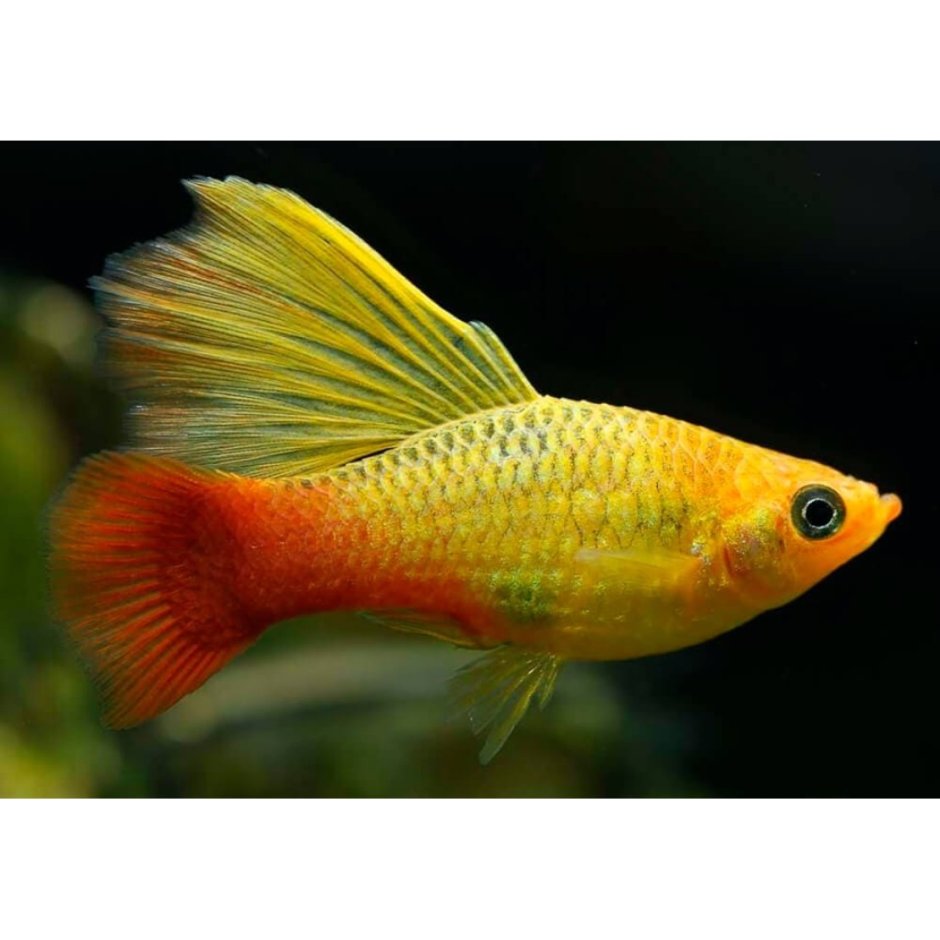 Orxidiya VIP buytful platy Bely