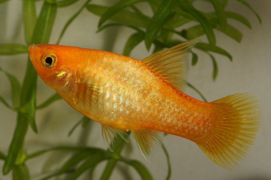 Пецилия Xiphophorus maculatus