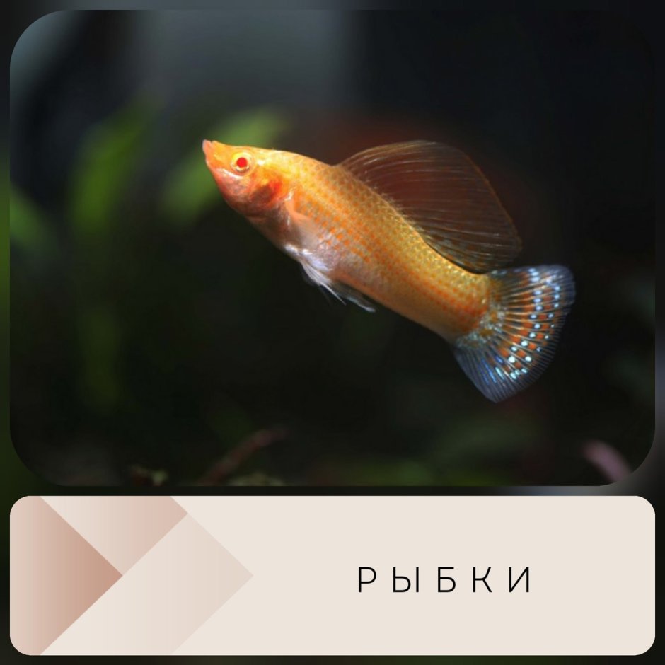 Моллинезия парусная Велифера