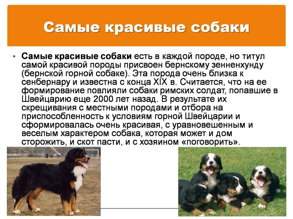 Бернская Горная пастушья собака