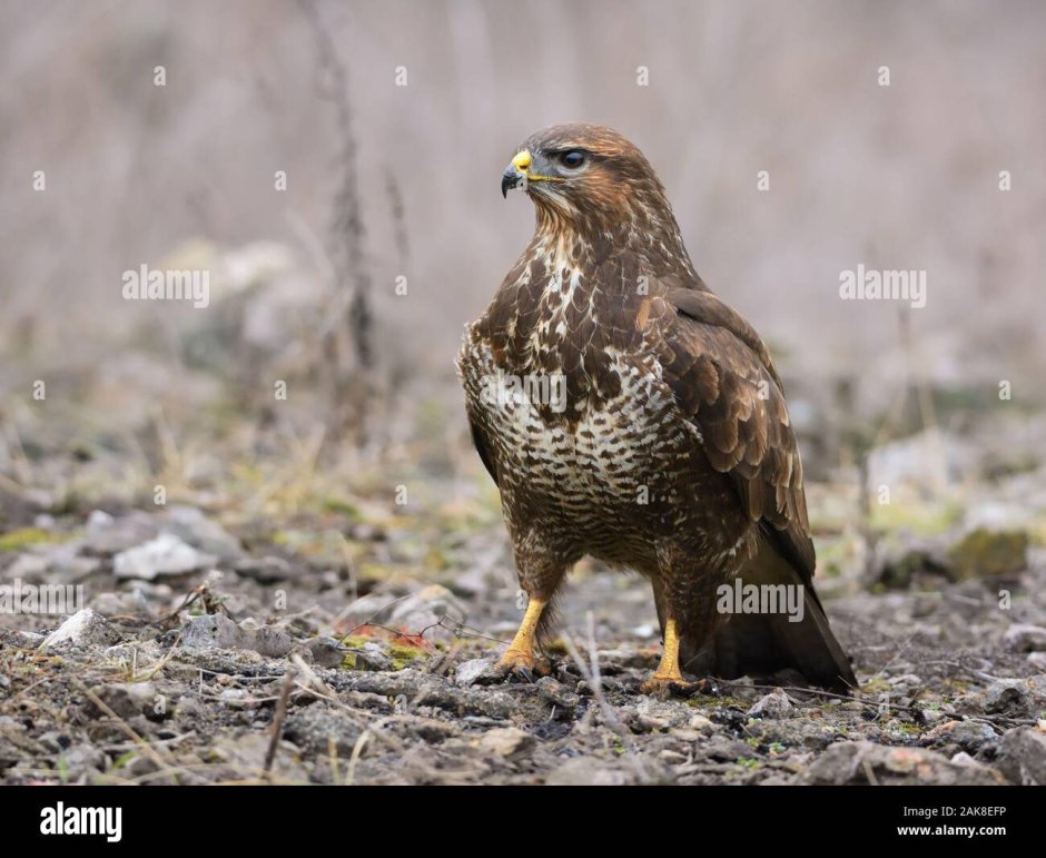 Red tailed Hawk птица