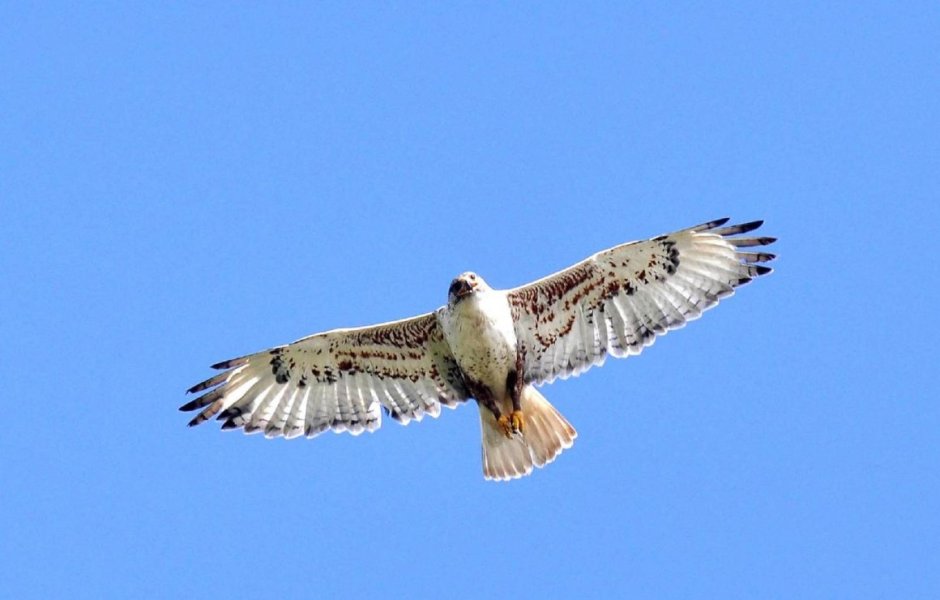 Сокол-Сапсан (Falco peregrinus)