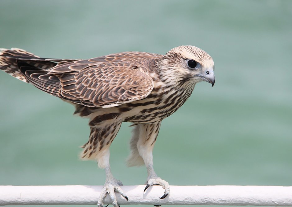 Обыкновенный канюк Buteo Buteo