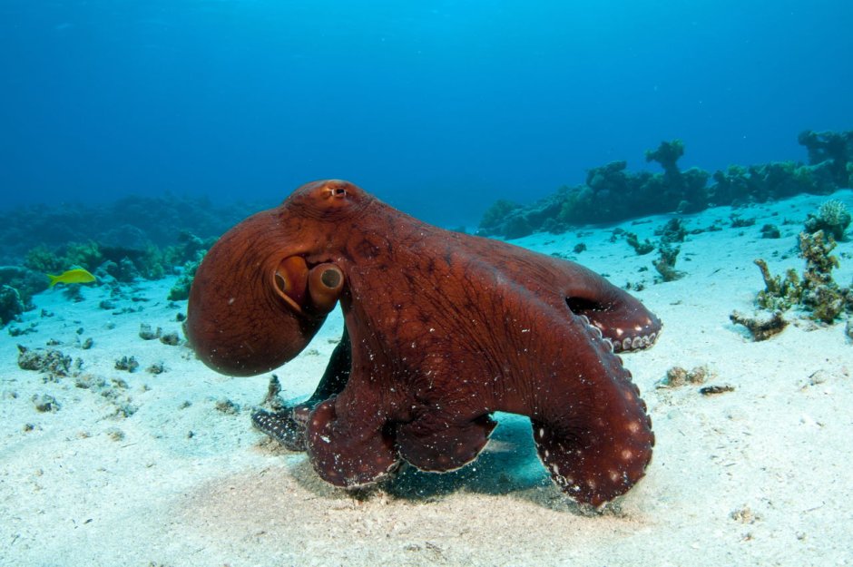Осьминоги красного моря