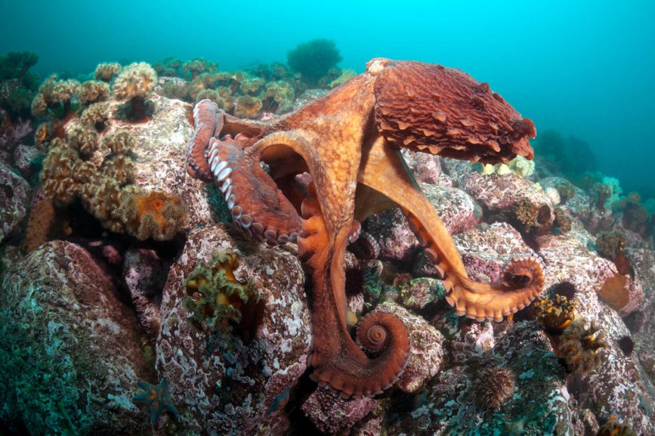 Осьминог Средиземного моря