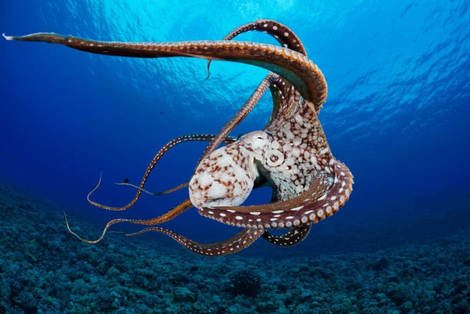 Морское животное с щупальцами